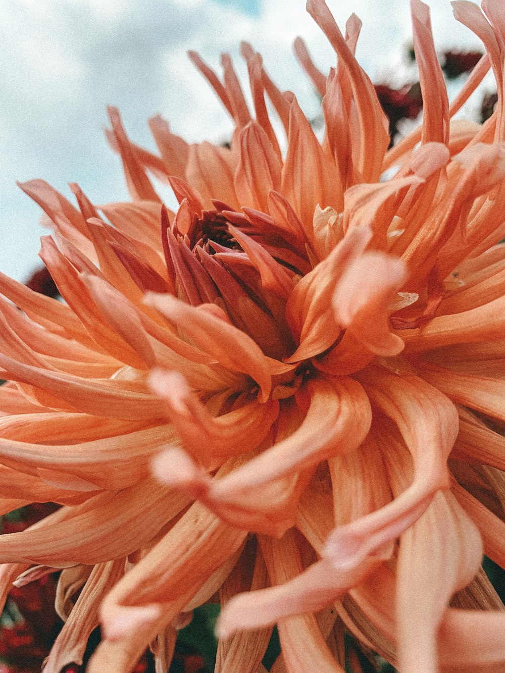 close-up photography of orange-petaled flower