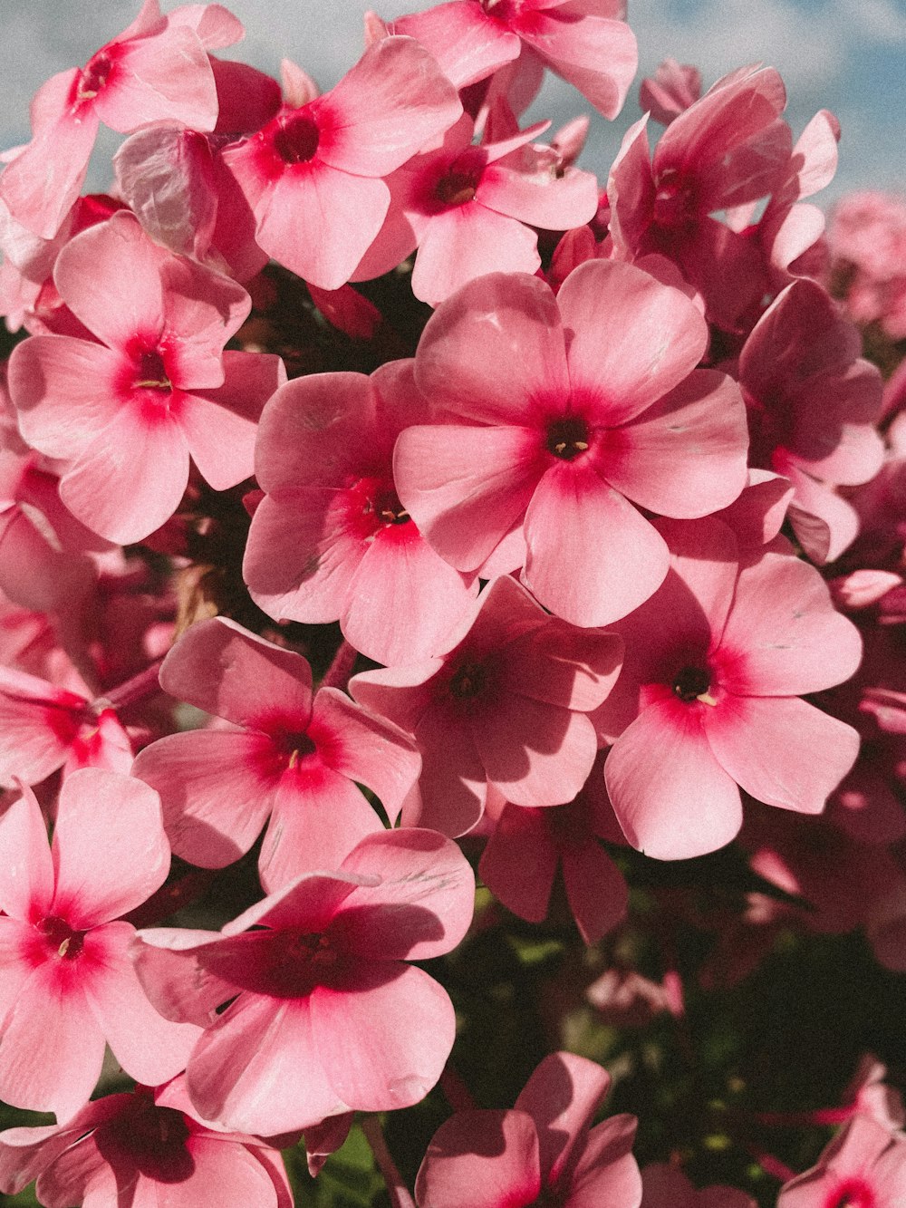 ピンクの花びらの花