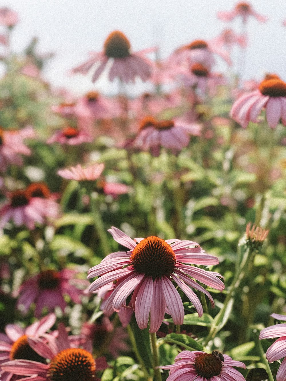 pink petaled flower plants