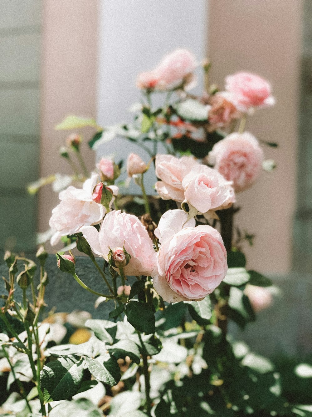 closeup photo of pink roses