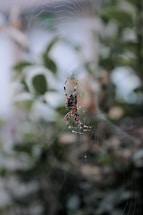brown and black spider