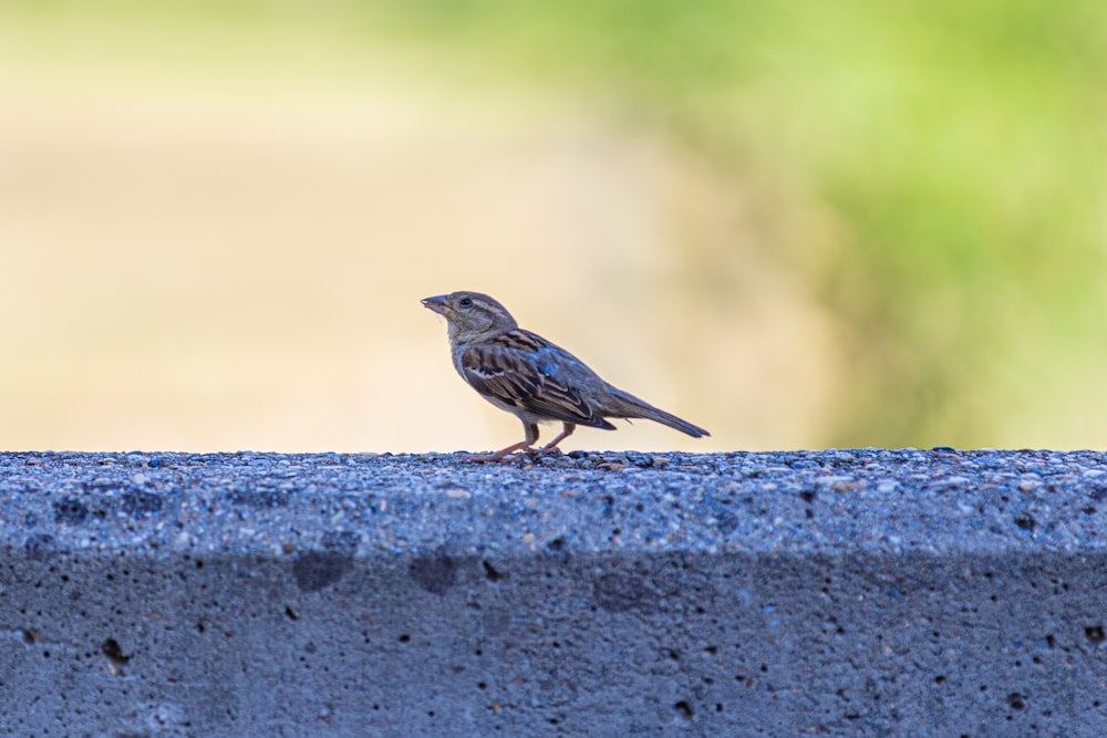 brown bird on gray concrete surface
