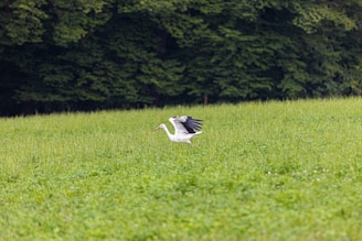 A stork with white feathers and black wingtips is standing in a lush green field with dense trees in the background.
