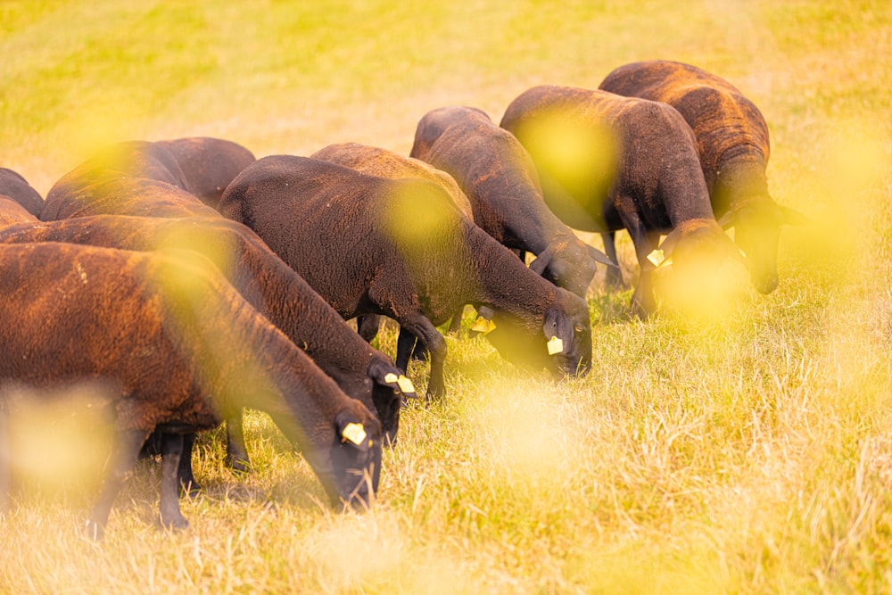 brown cattle eating grasses during daytime