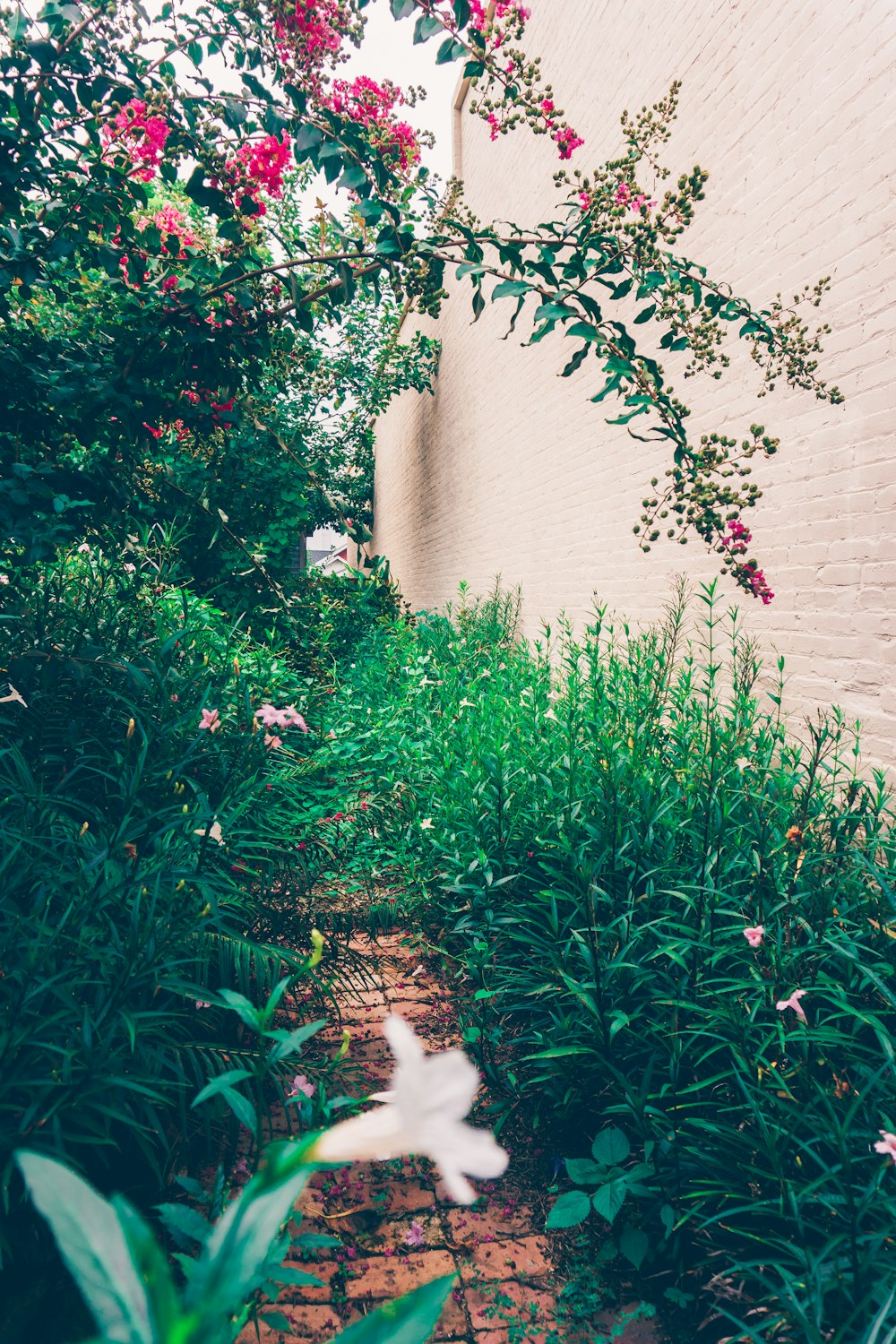 narrow pathway surrounded by plants and flowers