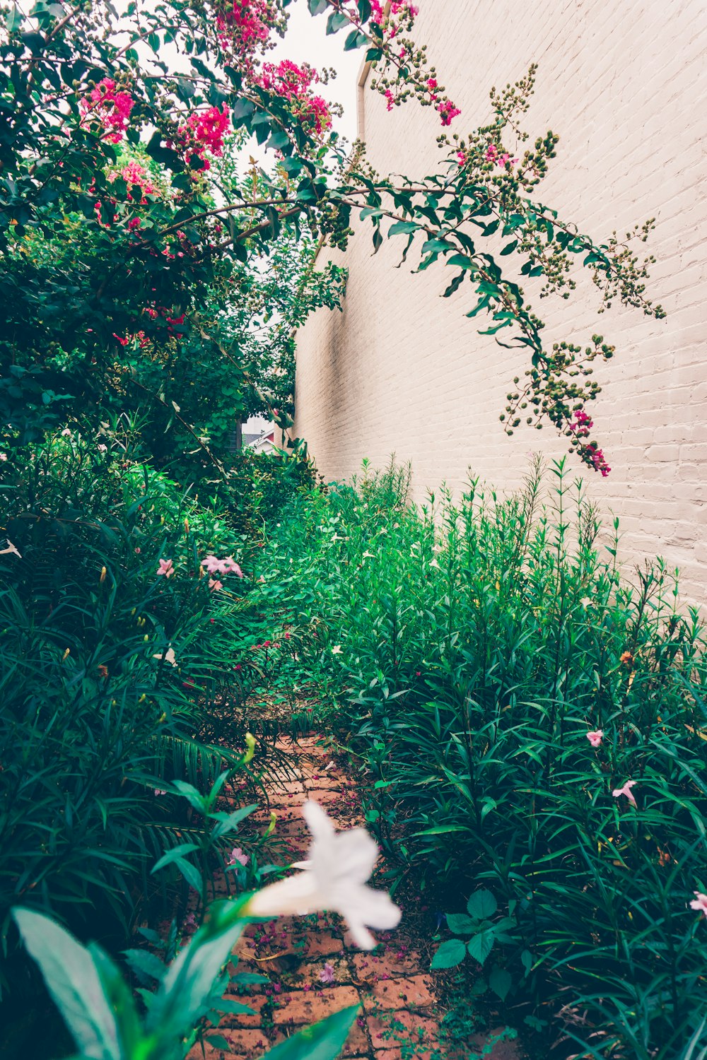 Sentier étroit entouré de plantes et de fleurs