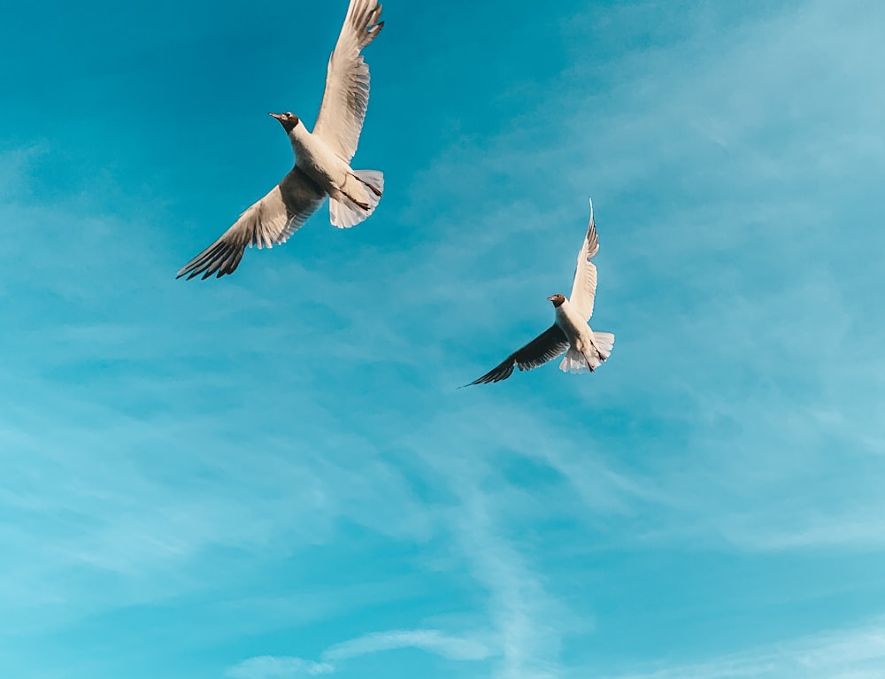two white birds flying photography