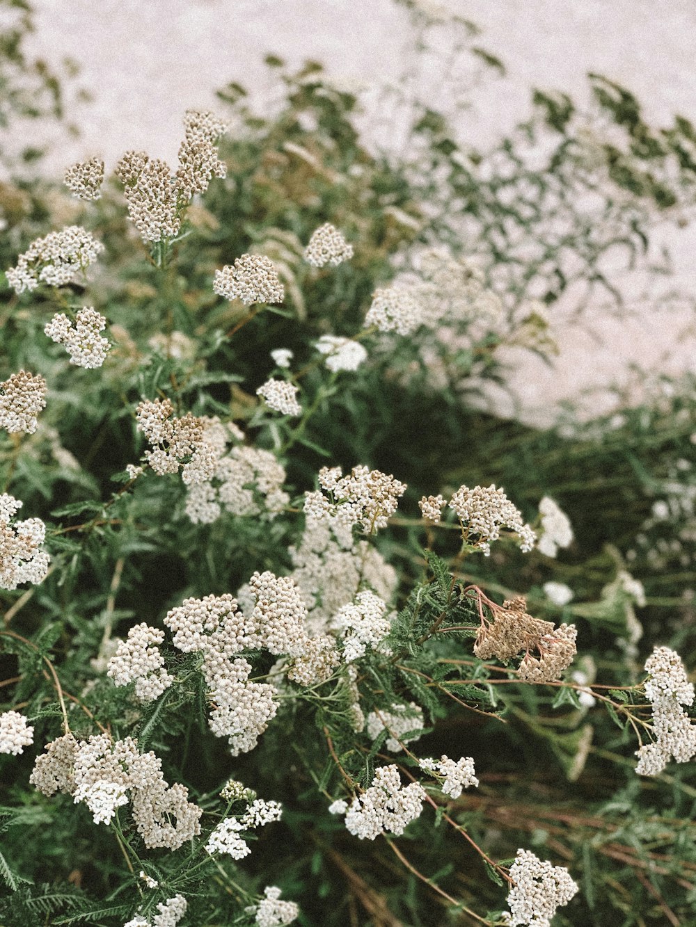 a bunch of white flowers in a field