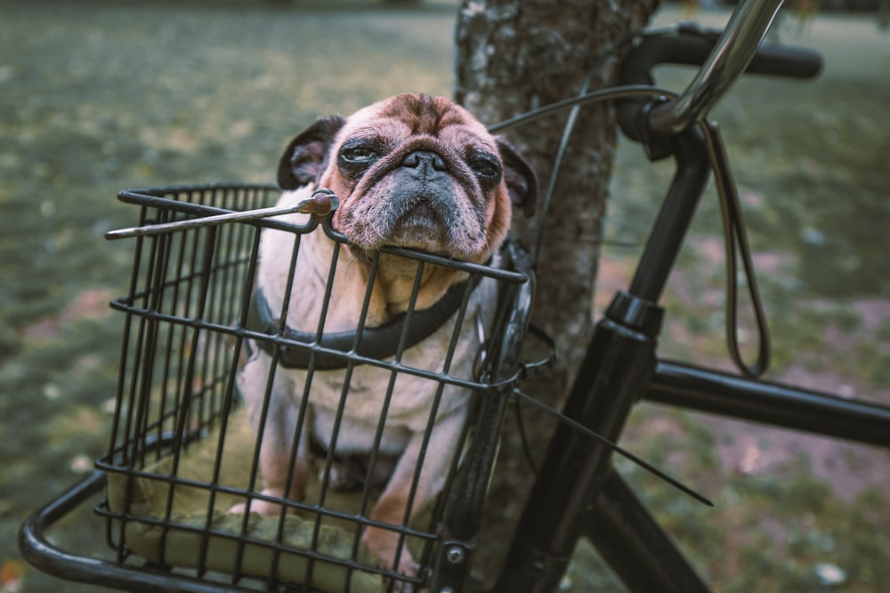 adult fawn pug in bicycle basket
