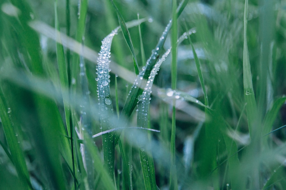 fotografia de foco de plantas de folhas lineares