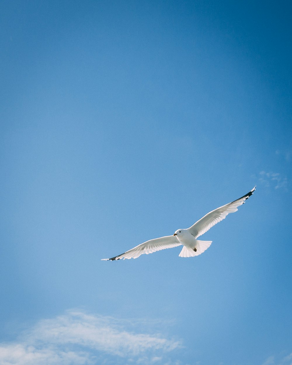 uccello bianco