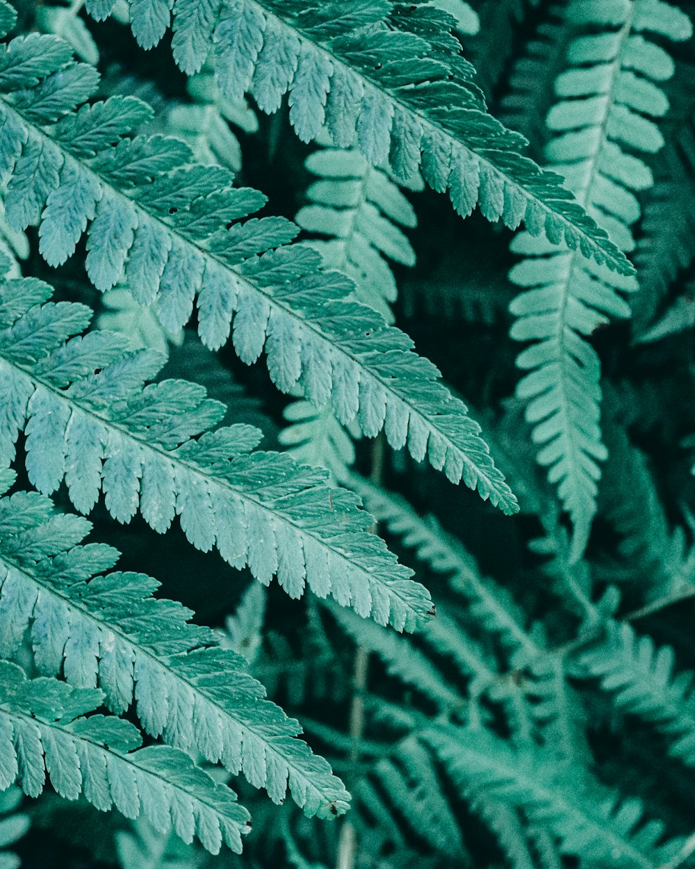 green-leafed plants