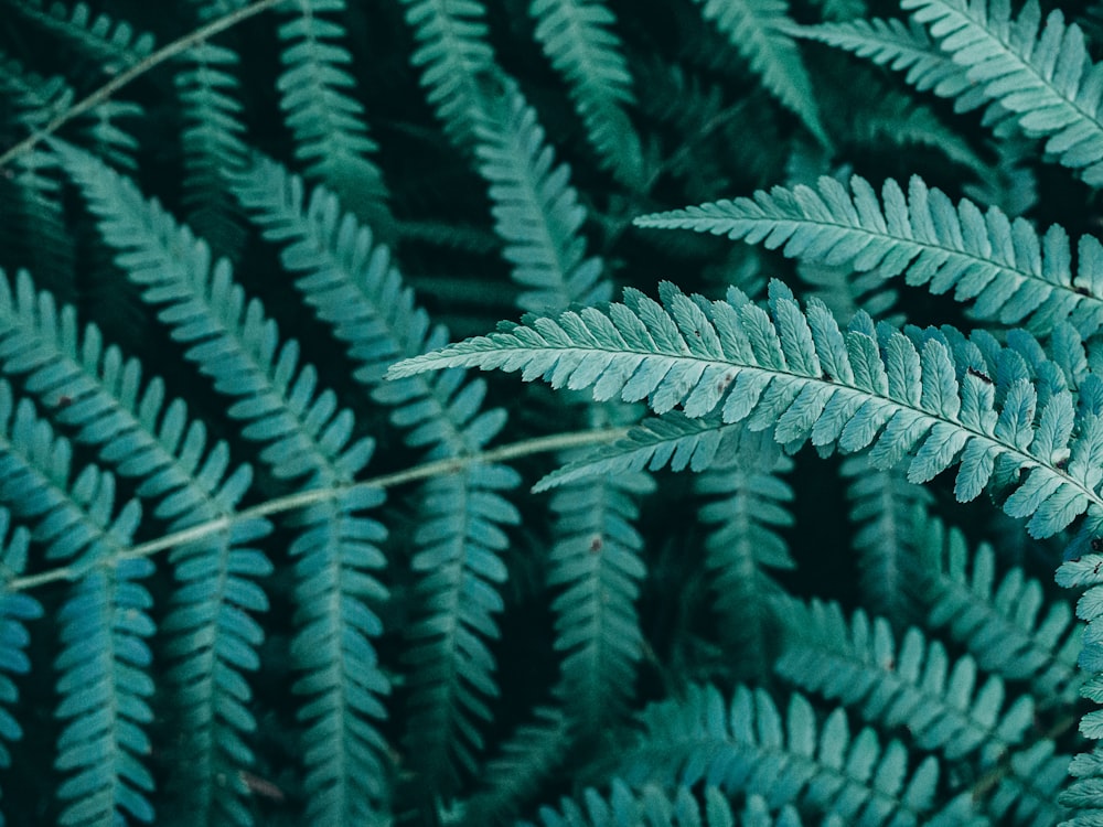 green-leafed plant