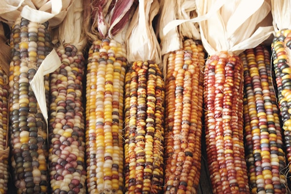 maize (corn)