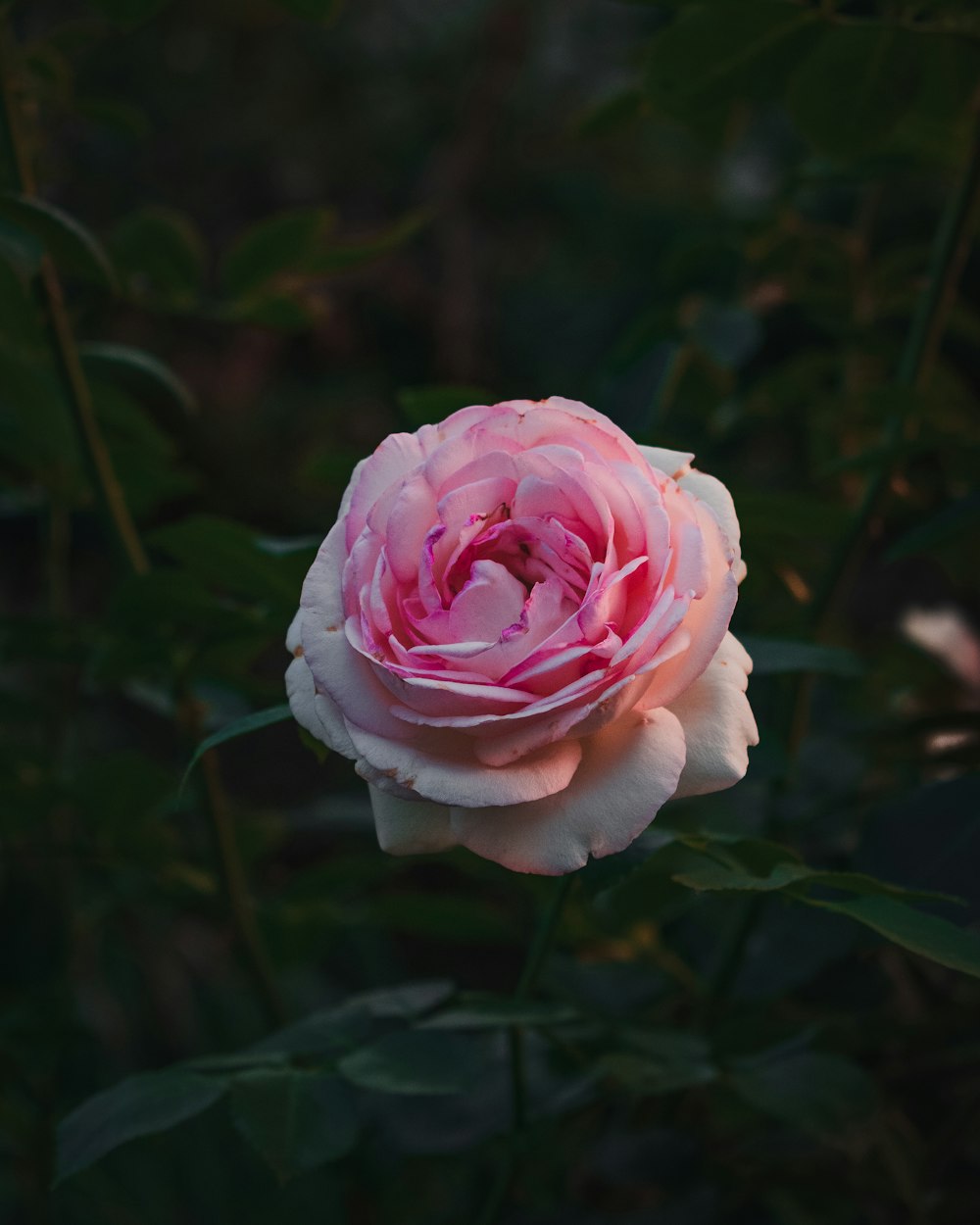 pink petaled flower