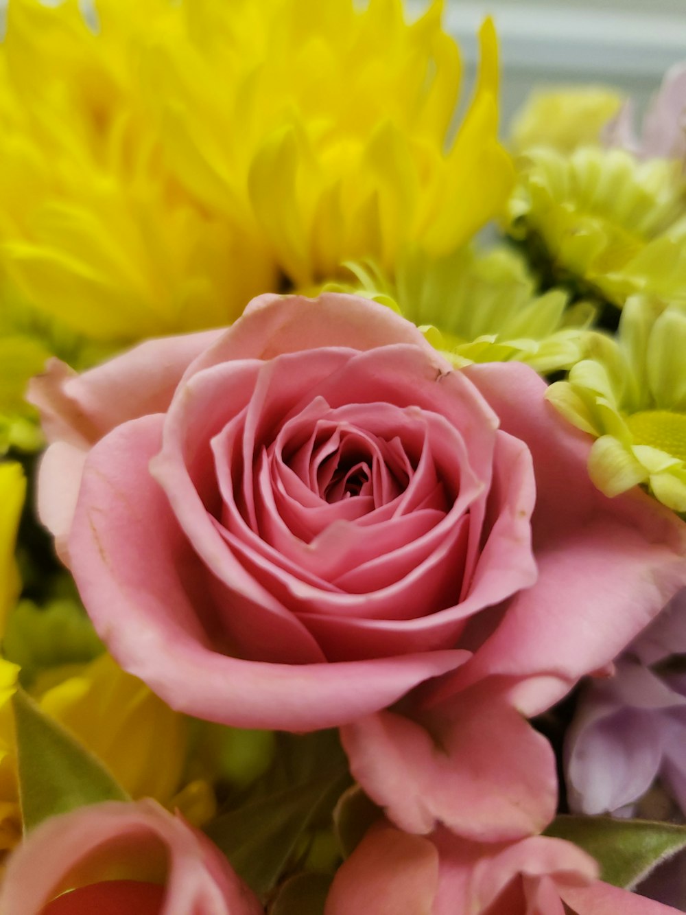 pink rose flower