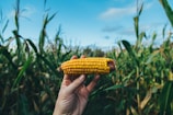 person holding corn