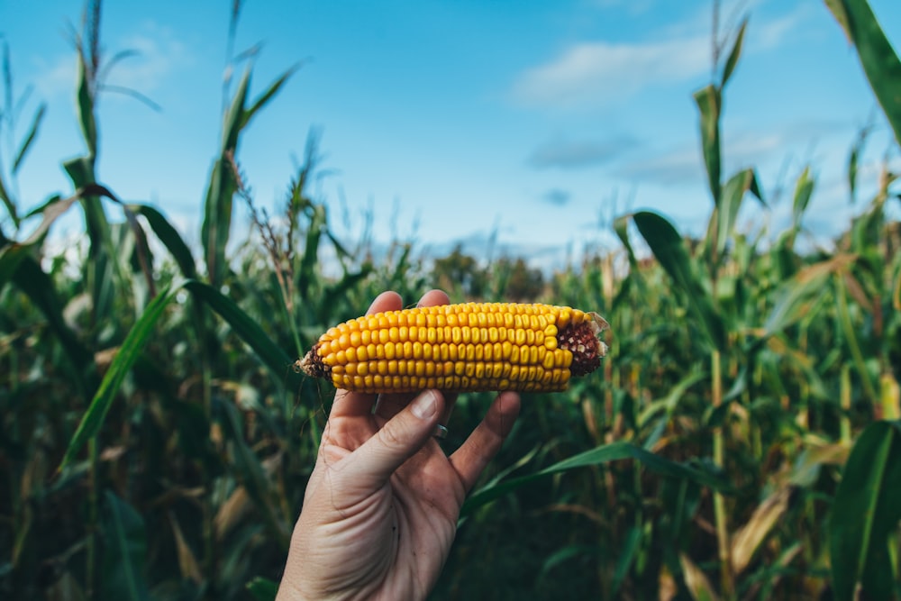 Persona sosteniendo maíz