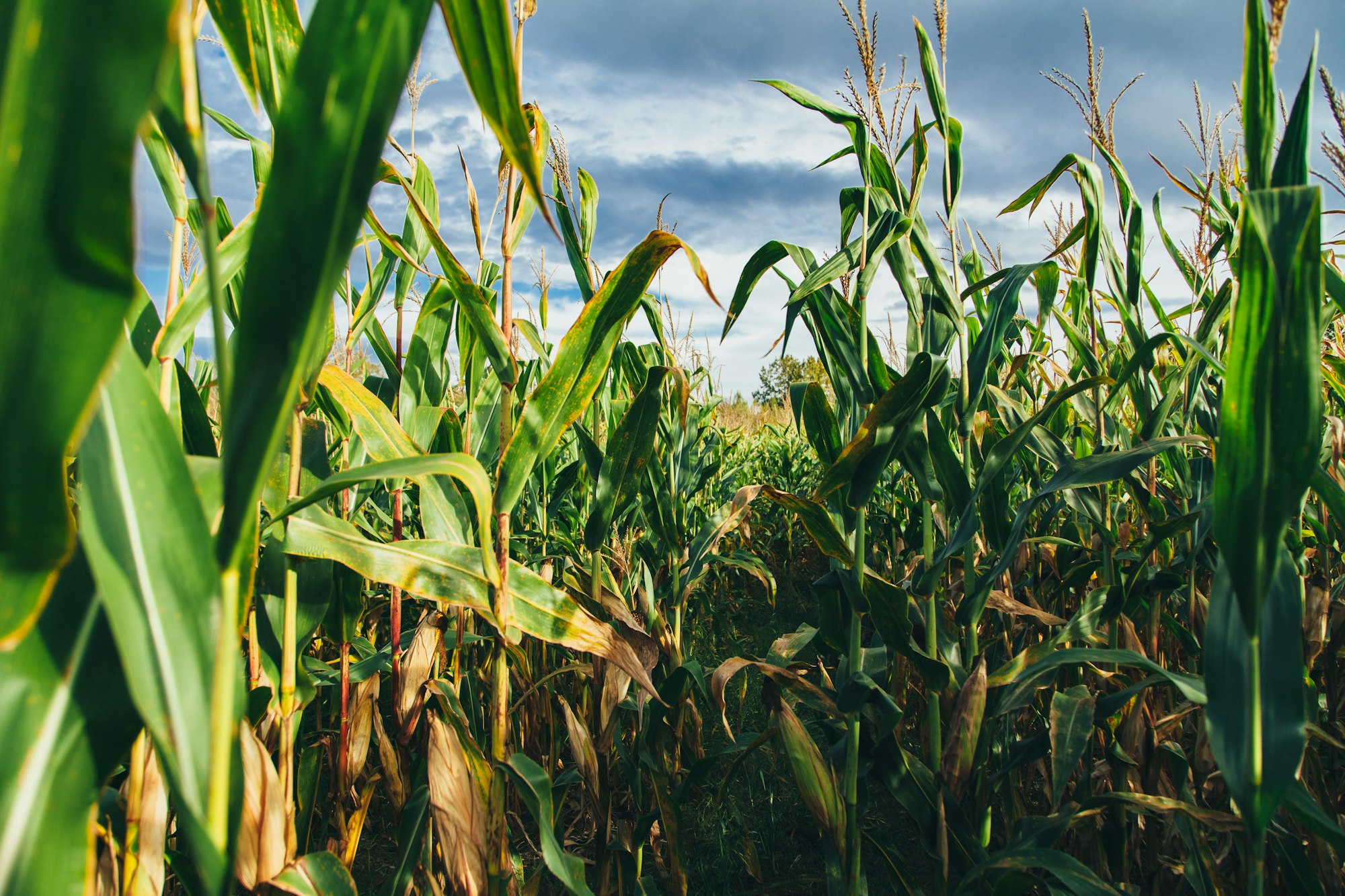 U.S. corn-based ethanol worse for climate than gasoline