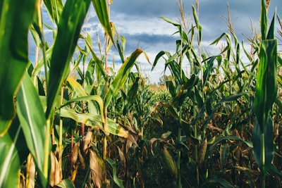corn field corn zoom background