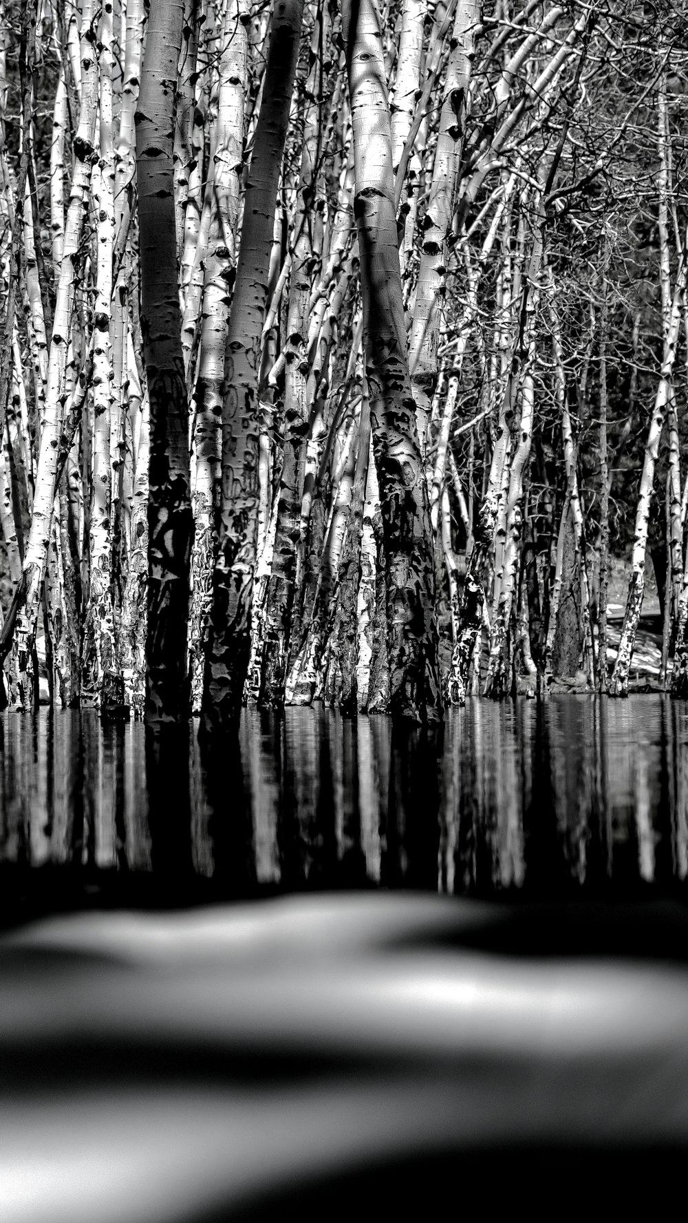 grayscale photography of body of water near trees