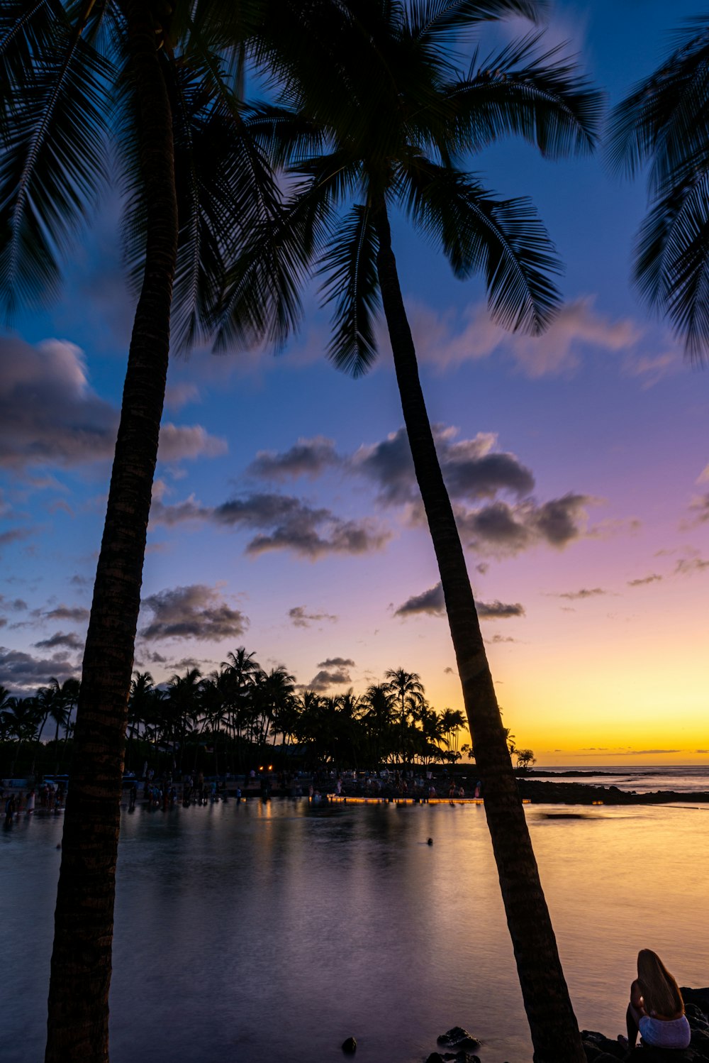 silhouette of palm trees during daytime