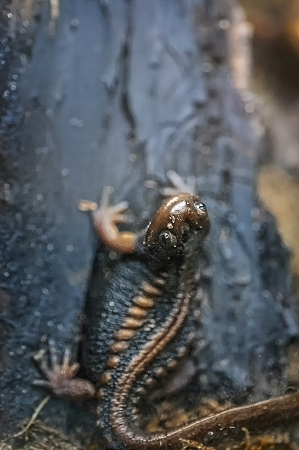 brown lizard on wood