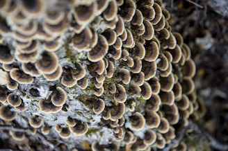 Root Rot Fungi