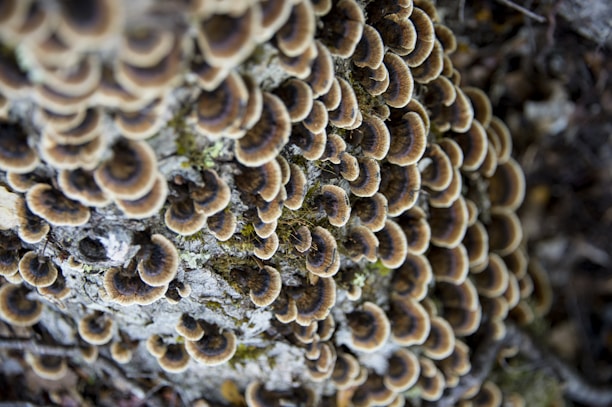 Root Rot Fungi