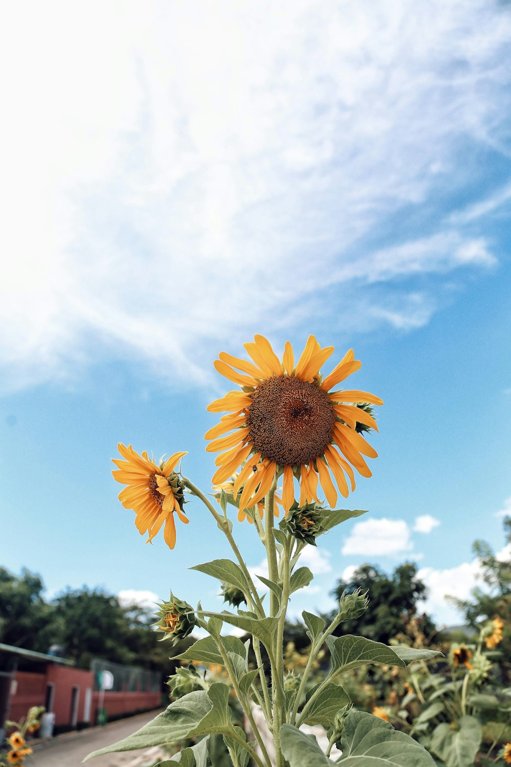 closeup photo of sunflowers at daytime