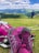 A pair of purple hiking boots are in the foreground against a backdrop of lush green hills and mountains. A person wearing a blue jacket and hat is walking in the middle distance. Hiking gear, including a pink backpack and trekking poles, is scattered around on the grass. The sky is bright with plentiful puffy clouds.