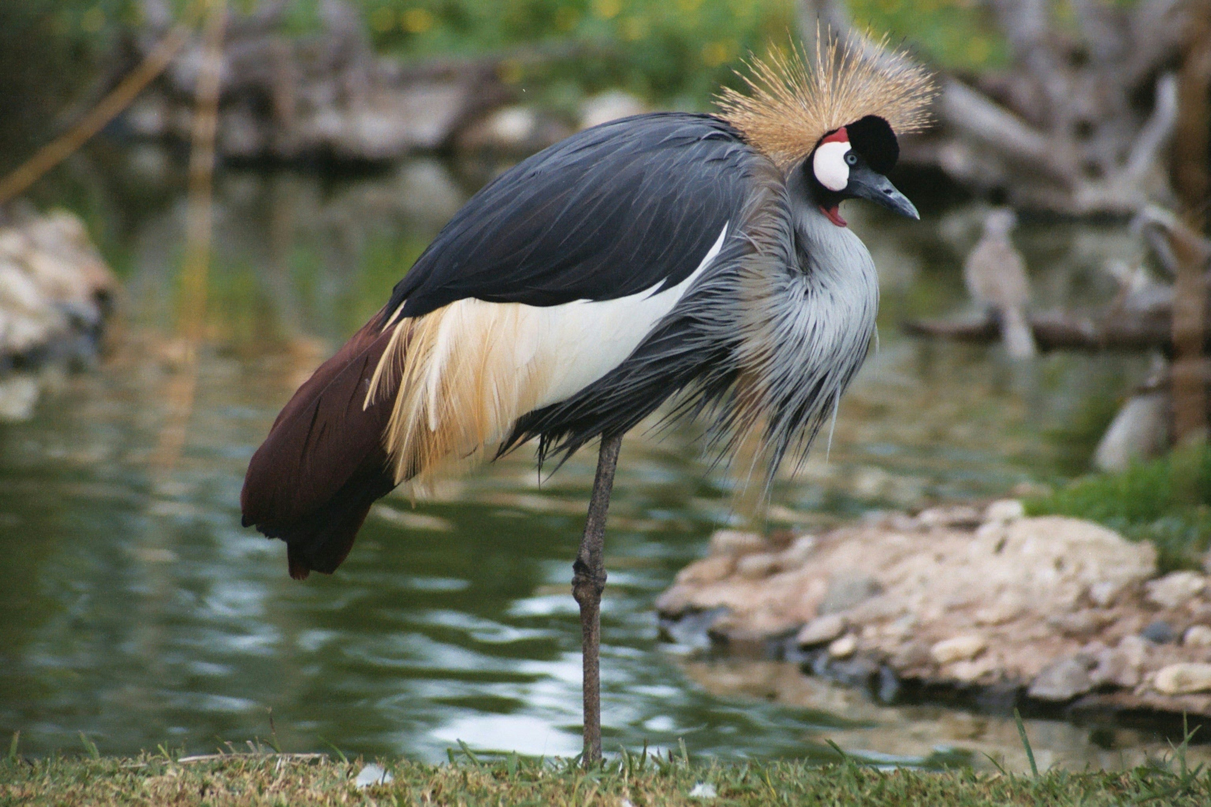 black and white bird