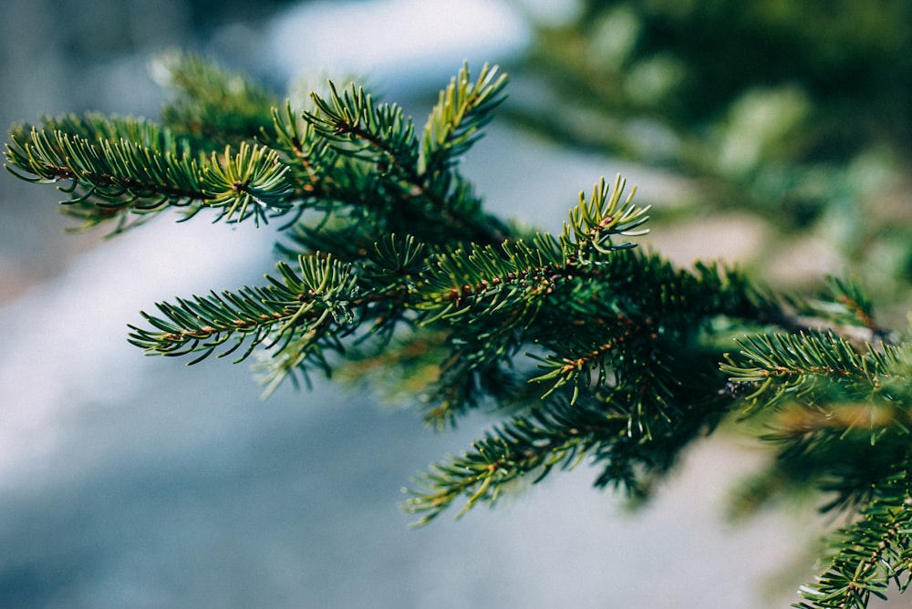 macro photography of green pine tree