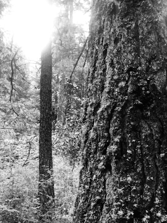 Sunlight filters through dense forest foliage, illuminating the textured bark of a large tree in the foreground along with several other trees in the background. The image emphasizes the natural beauty and tranquility of the woodland area.