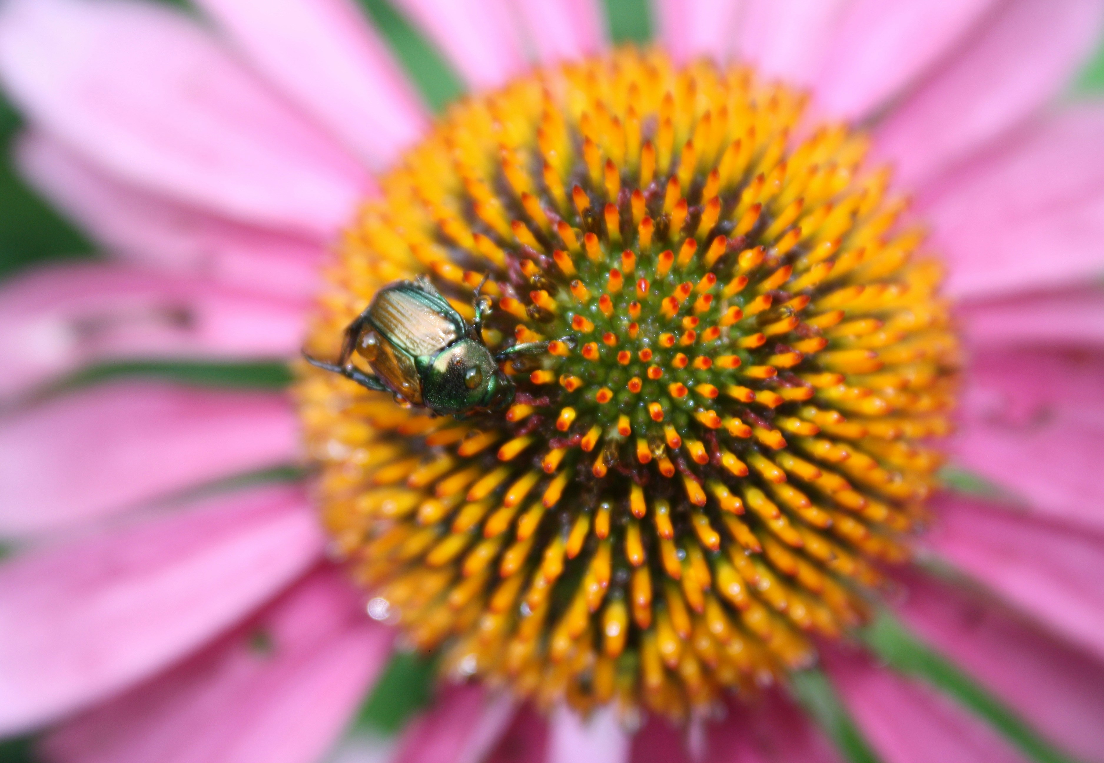 Flachfokusfotografie des grünen Käfers auf gelber und rosa Blume