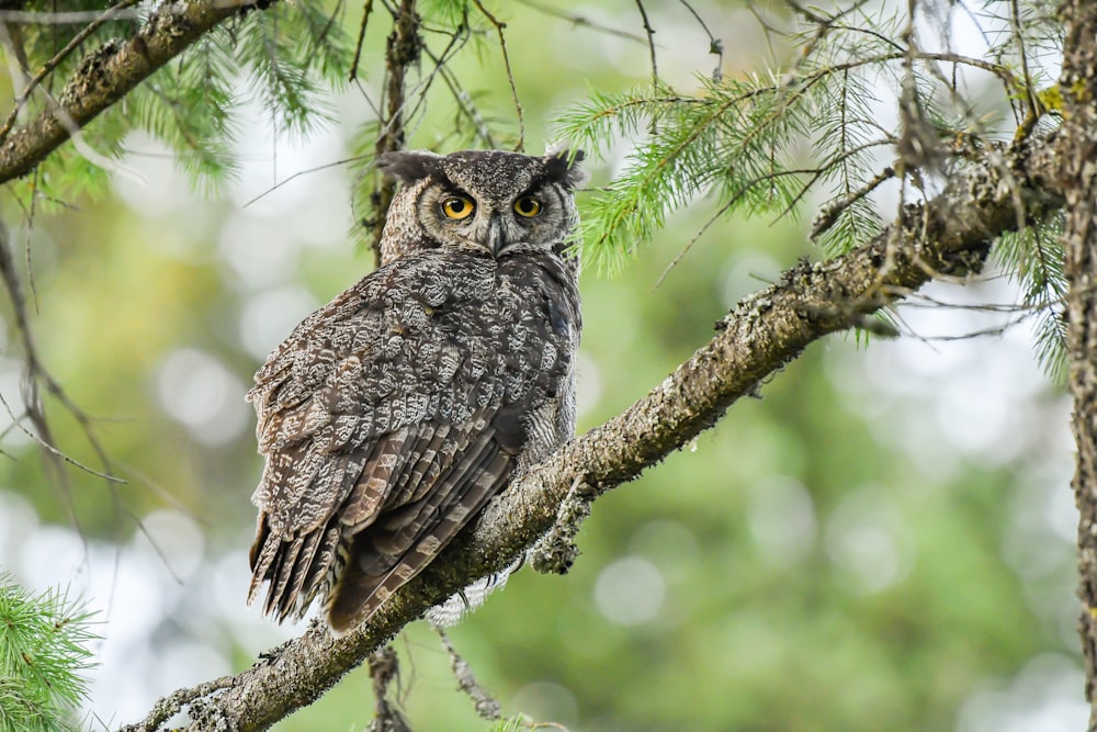 closeup photo of gray owl