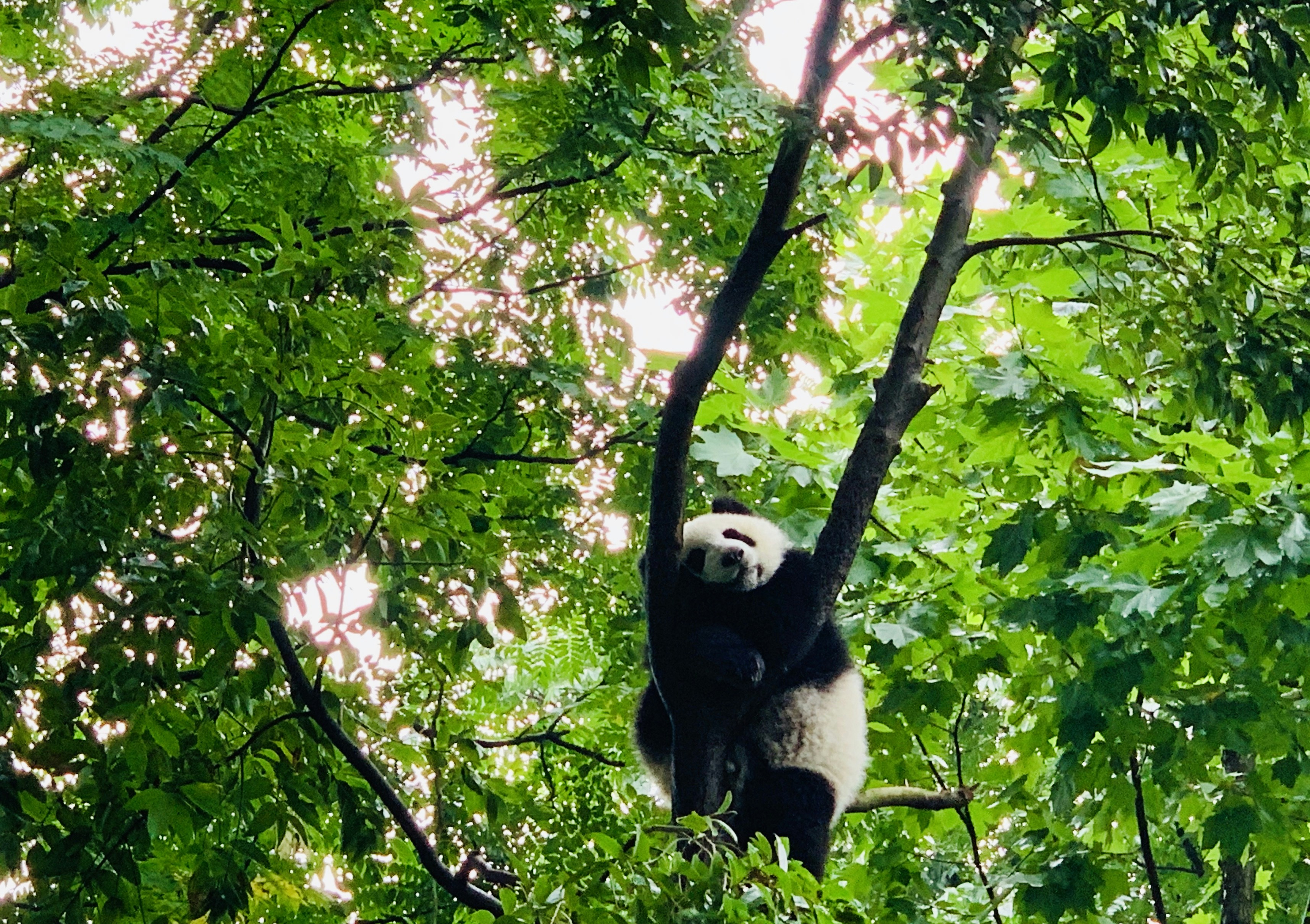 panda on tree