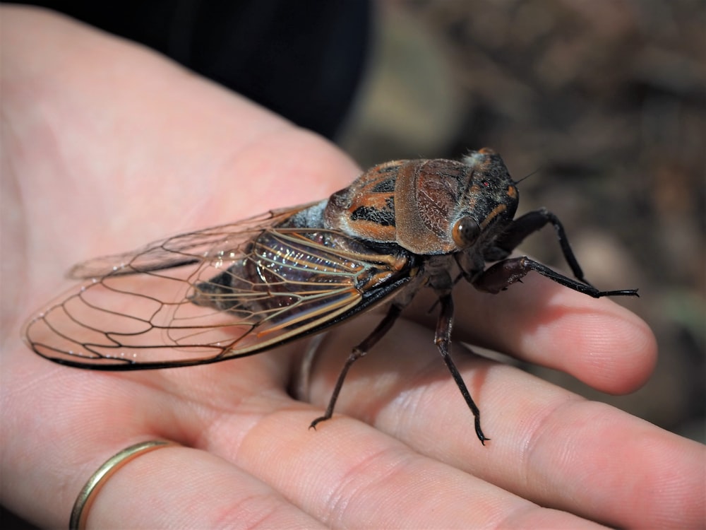 a close up of a person holding a small insect