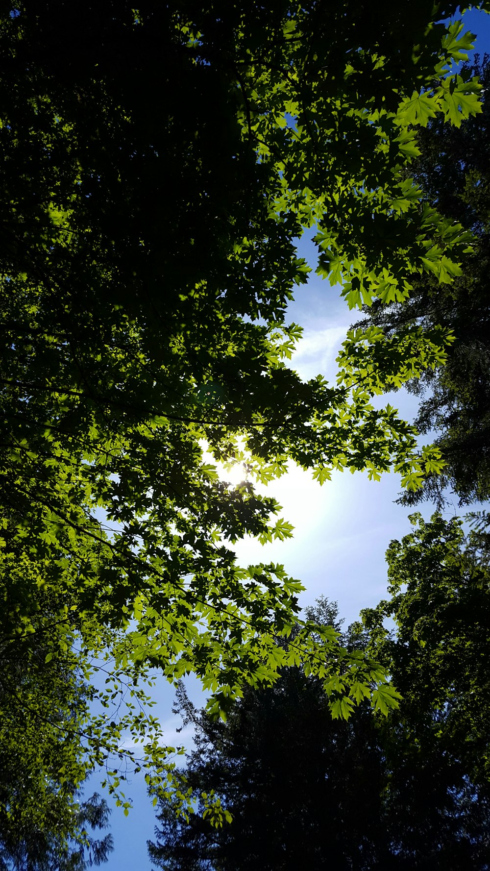 low-angle photography of green trees