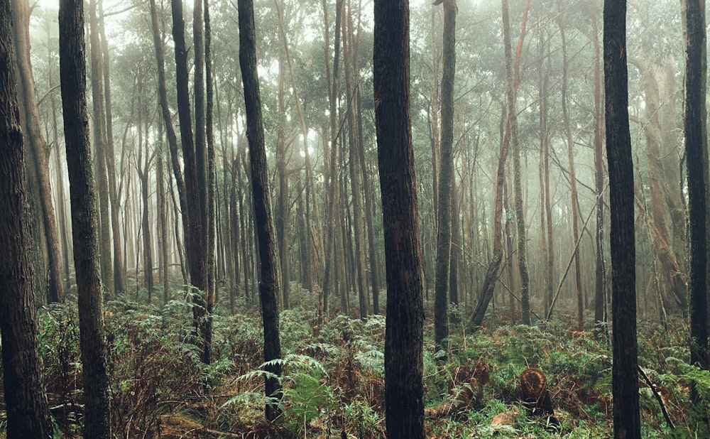 green-leaved trees