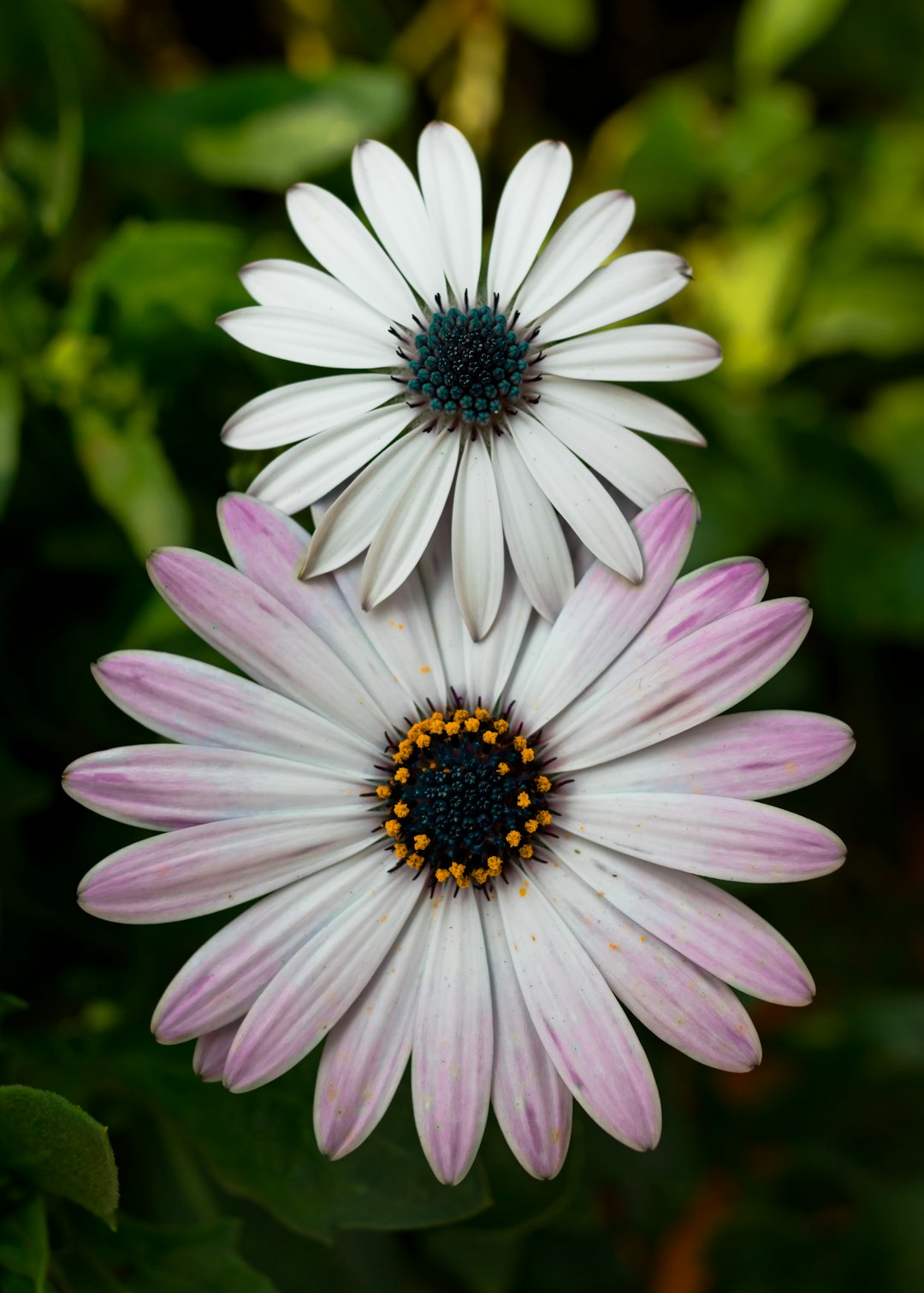 shallow focus photography of white and purple flowers