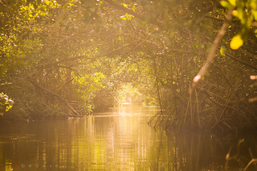 Arbres et plan d’eau pendant la journée