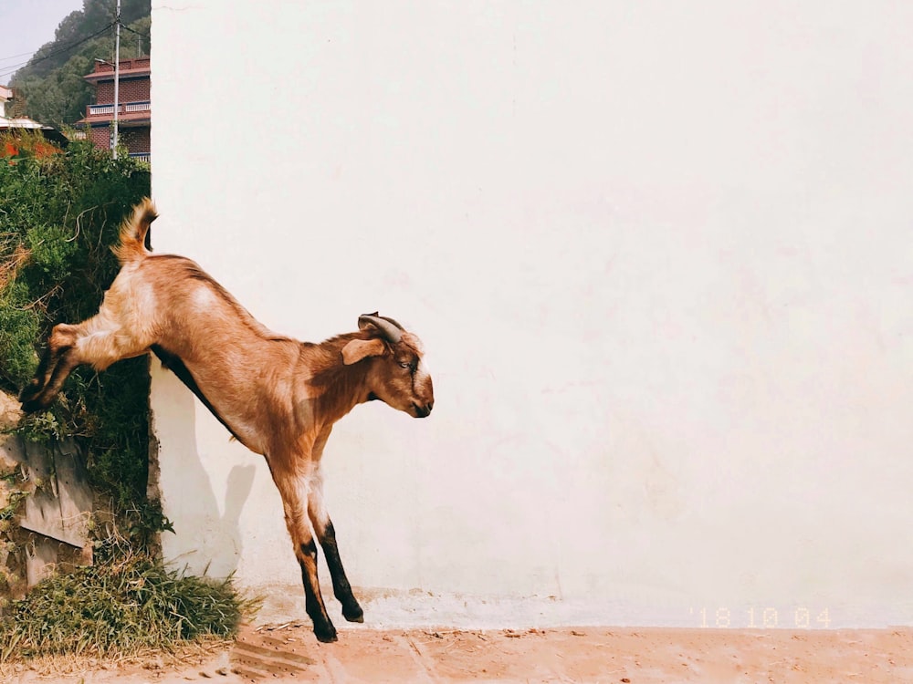 brown goat near white wall