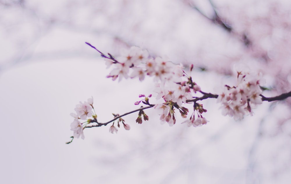 white petaled flower tree