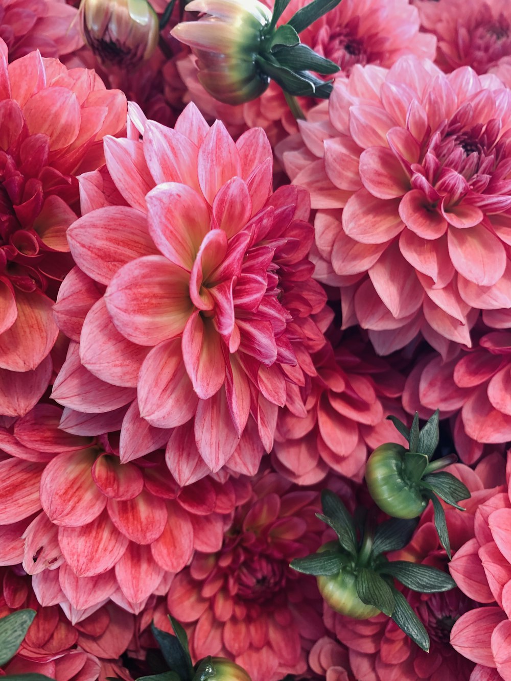 pink-petaled flowers