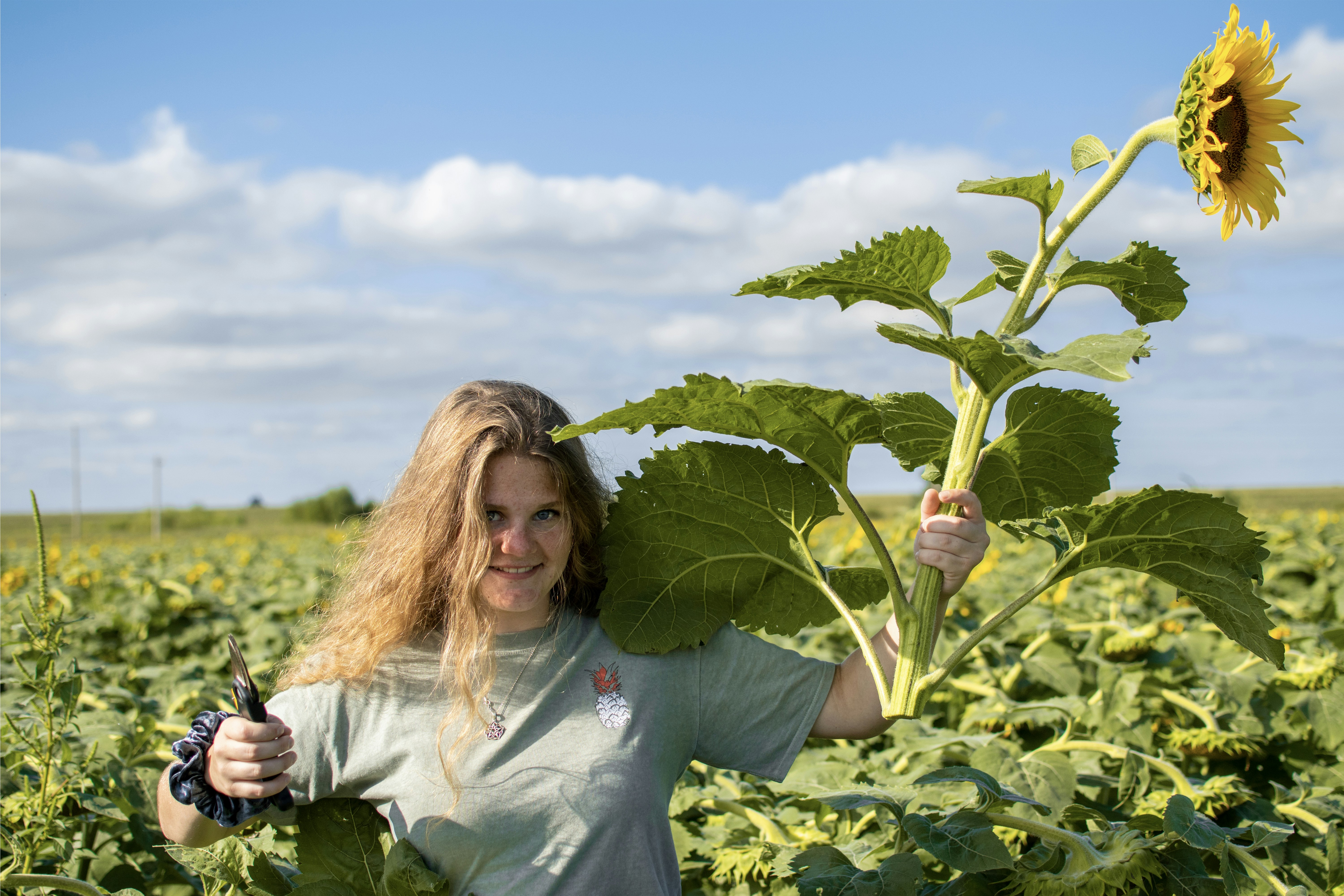 woman in gray T-shirt holding sunflower