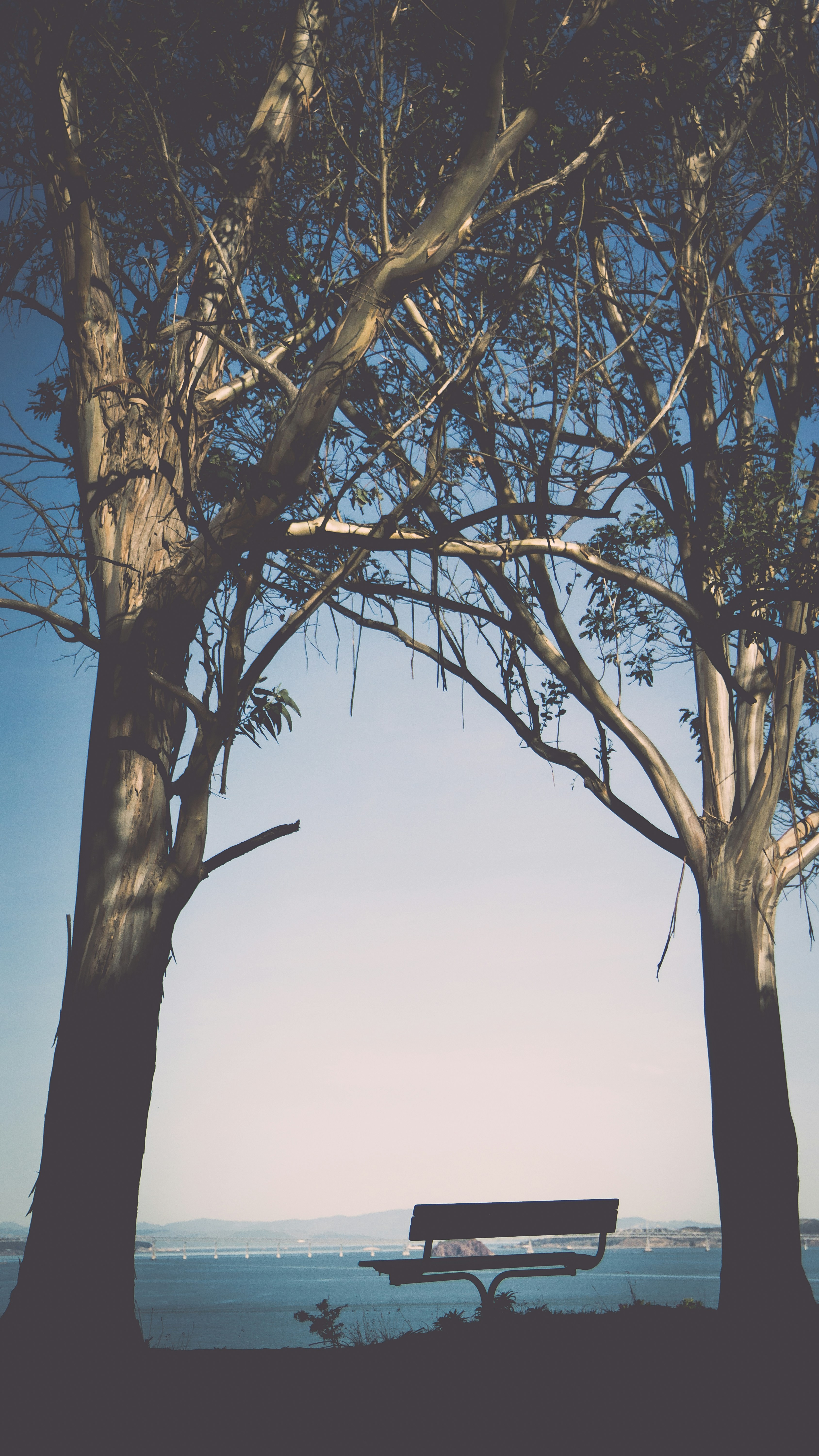 bench between trees at daytime