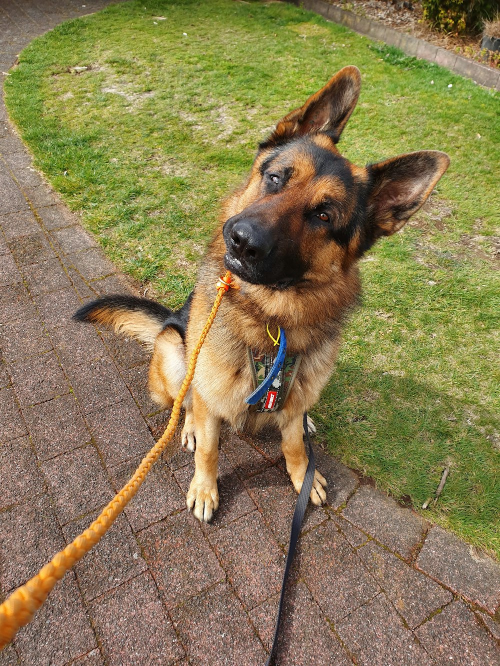 adult German shepherd on green field