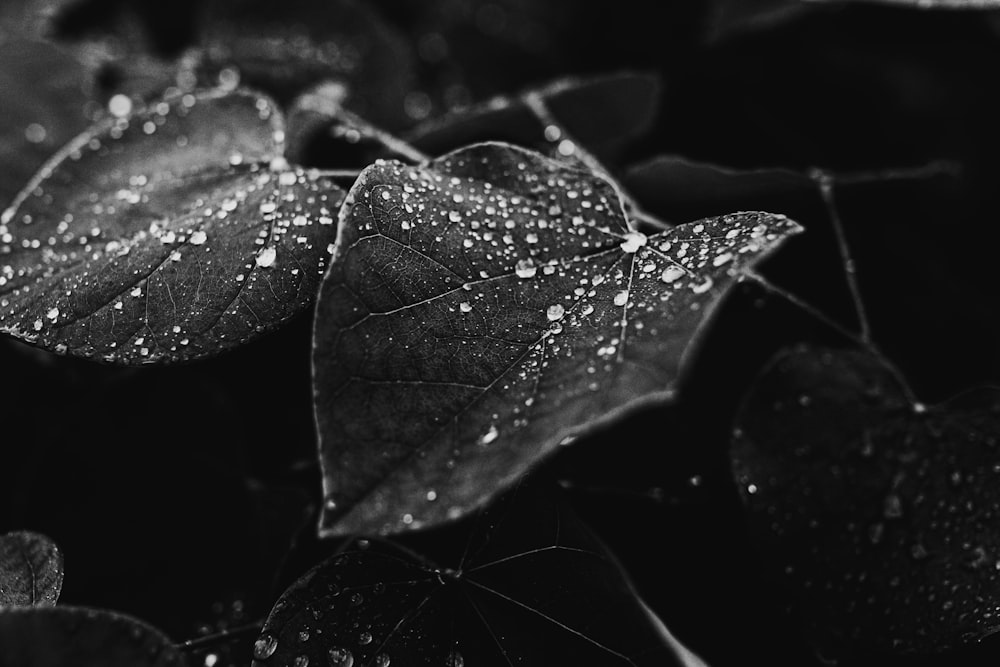 a black and white photo of leaves with water droplets on them