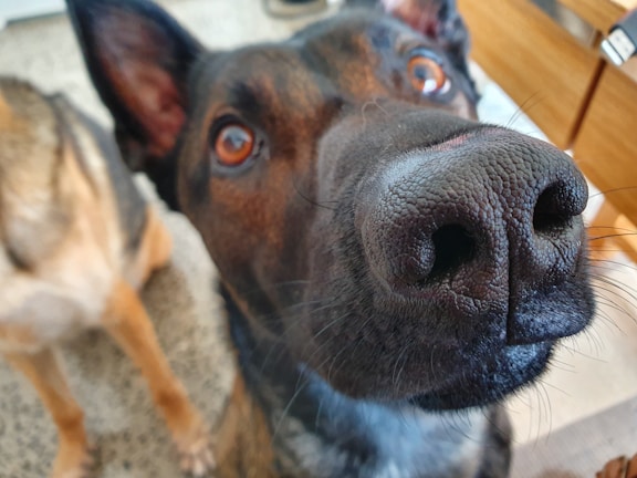 A close-up of a dog's face with a focus on the nose. The dog has a curious expression with bright, attentive eyes. In the background, part of another dog's face and ear is slightly blurred, indicating two dogs are present. The setting appears to be indoors with wooden furniture visible.